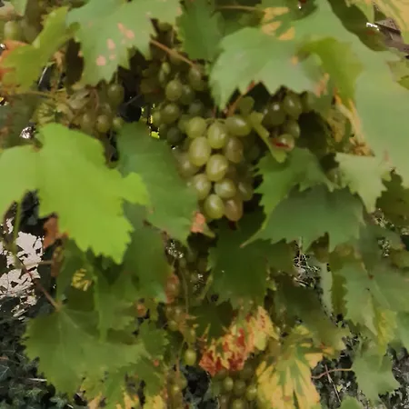 Domaine Des Ortinieres * Beaulieu-sur-Layon
