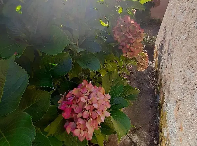 Domaine Des Ortinieres *