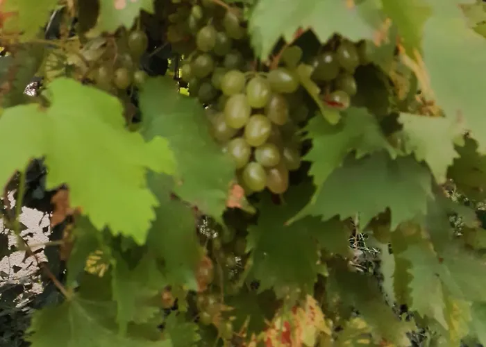 Domaine Des Ortinieres * Beaulieu-sur-Layon