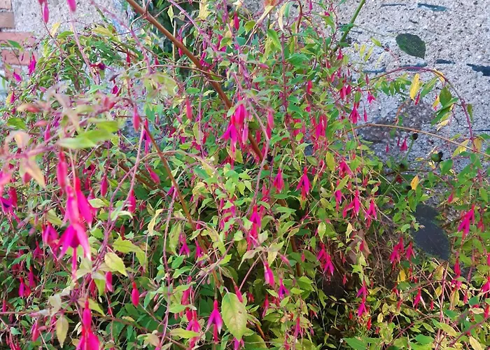 Domaine Des Ortinieres بيت للعطل